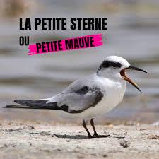 Petite sterne