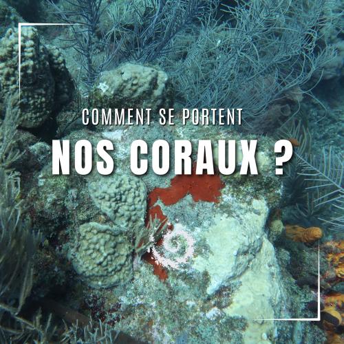 Comment se portent nos coraux ? 