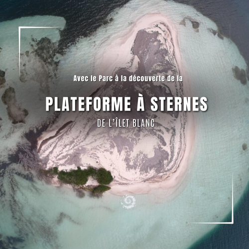 Plateforme à sternes