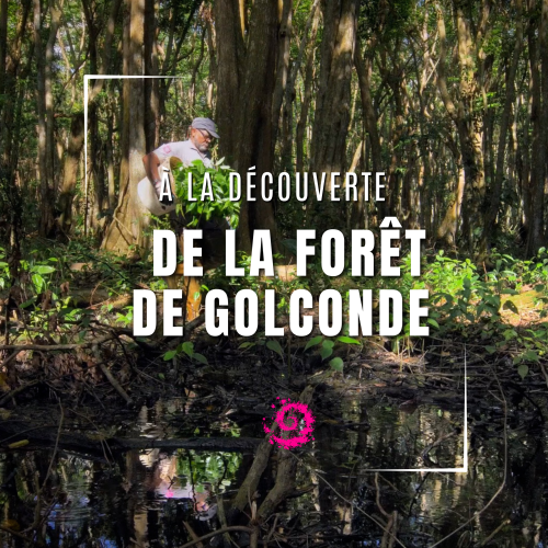 La Forêt de Golconde 