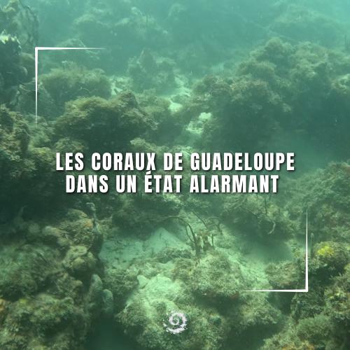 Les coraux de Guadeloupe