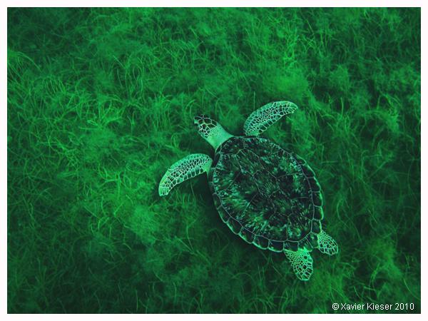 tortue_verte-f6bce.jpg