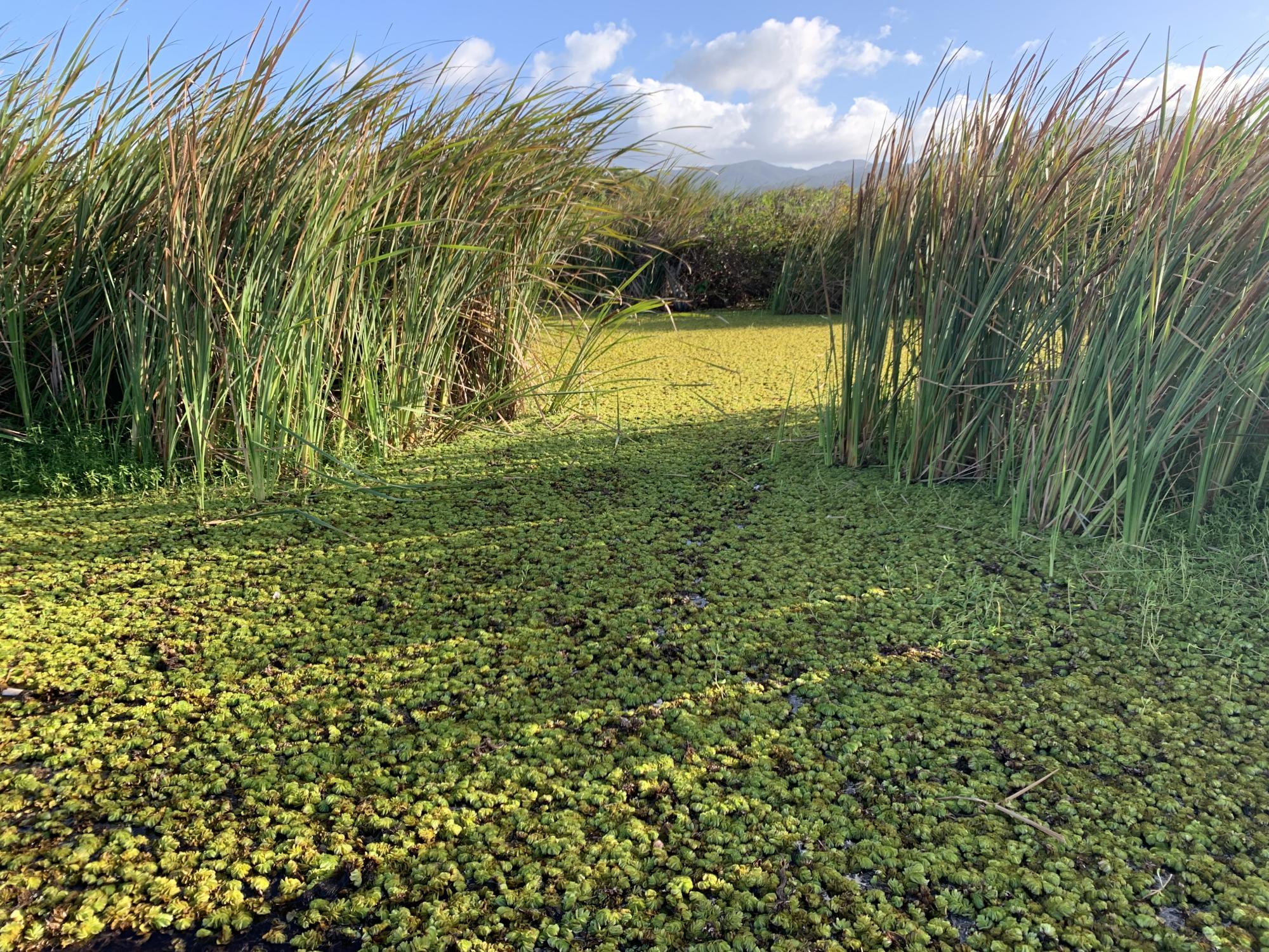 Typha