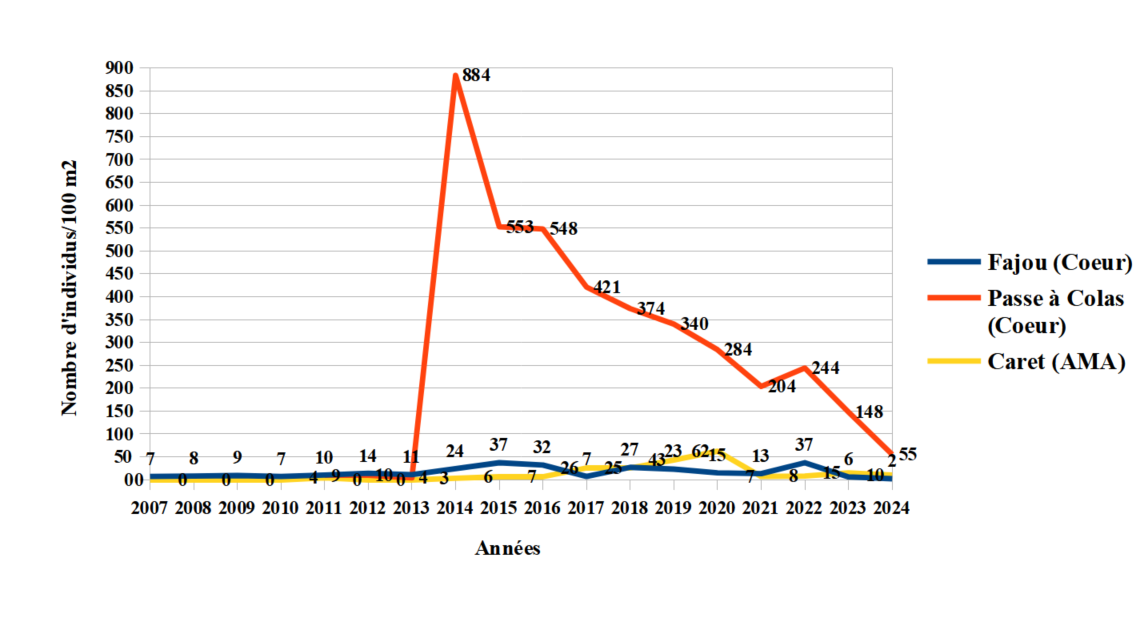 Évolution de la densité des oursins verts (Lytechinus variegatus) (2007 - 2024)