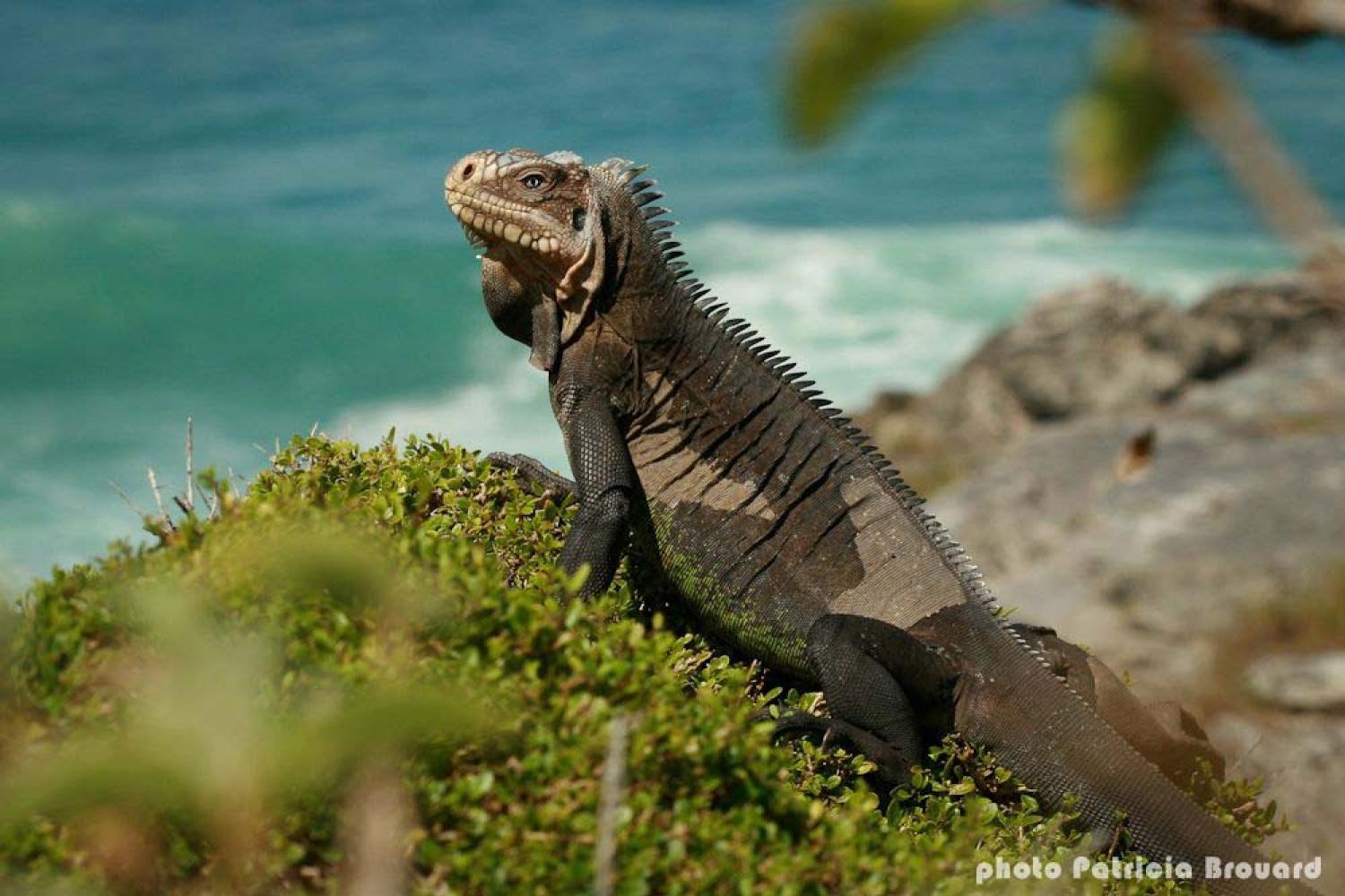 Iguane des Petites Antilles 