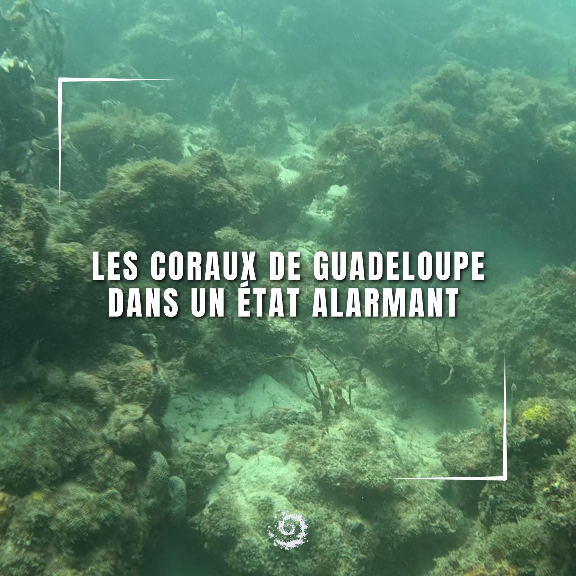Les coraux de Guadeloupe