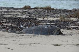 Echouage tortue © Céline Lesponne