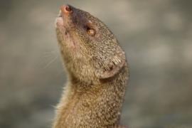 Mangouste © Mélanie Dumoulin