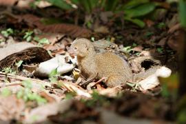 Mangouste © Jacques_Photo association Les Sternes