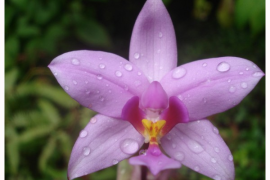 orchidee_spathoglottis_plicata.png