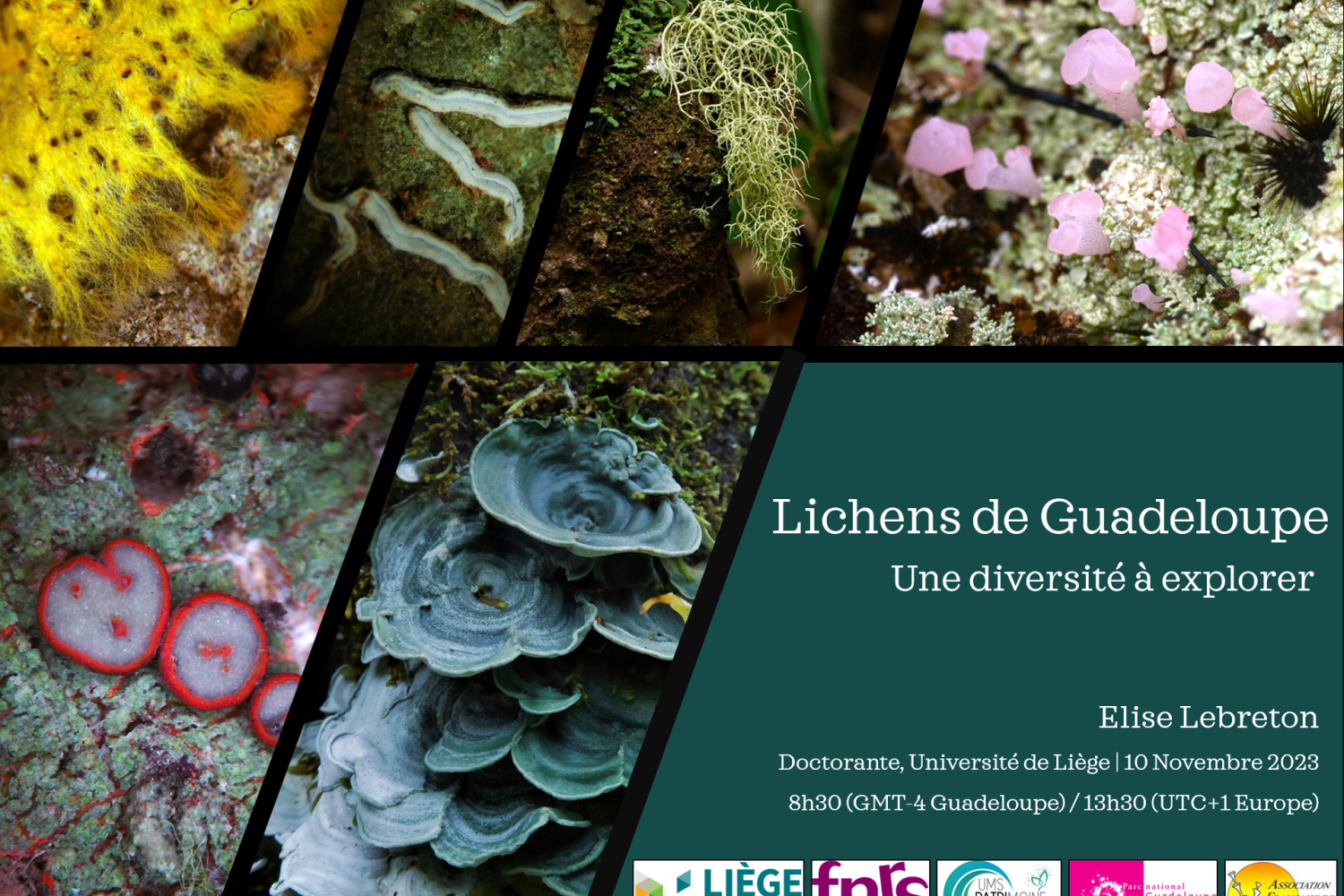 Webinaire état des lieux des connaissances sur les lichens guadeloupéens © E. Lebreton