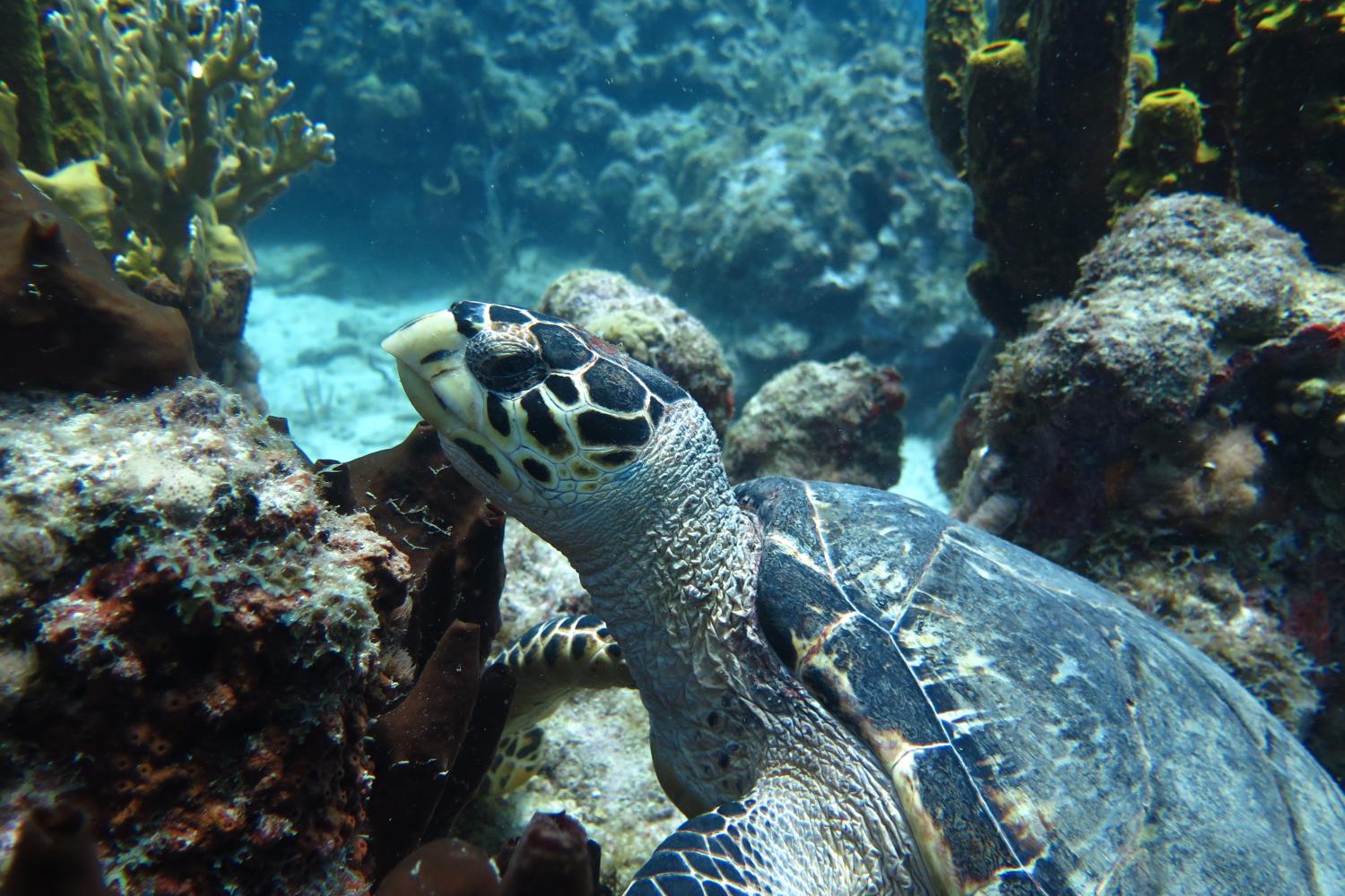 Tortue imbriquée © Didier Baltide